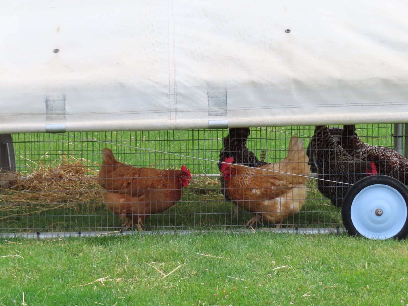 Keeping Feral Chickens from Your Flock
